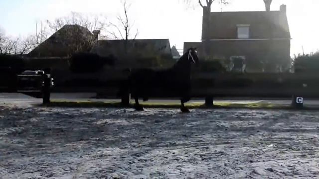 Продается фризская кобыла, 2011 г.р. смотреть онлайн