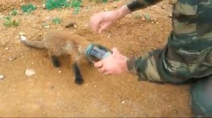 Лисенок попросил помощи у людей
