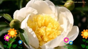 Пион молочноцветковый Голд Стандарт. Краткий обзор, описание paeonia lactiflora Gold Standard