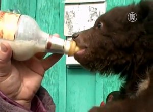 Семья из Иркутской области приютила медвежонка