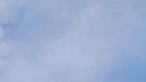 Сокол Сапсан и голуби/Falcon Peregrine and Pigeons