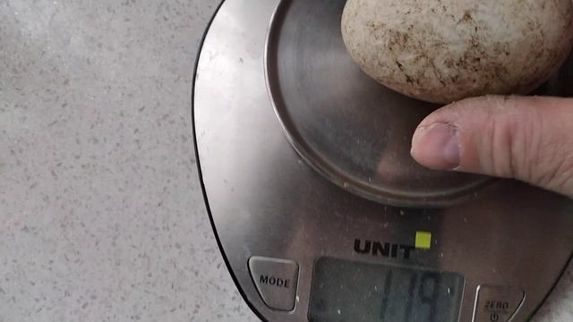 2023 3 17 Первое гусиное яйцо смотреть онлайн