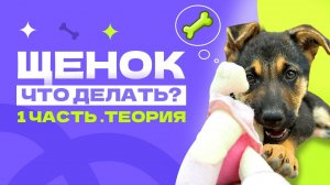 ЧТО ДЕЛАТЬ С ЩЕНКОМ? Что купить щенку, график у щенка, как общаться с щенком? ЧАСТЬ 1