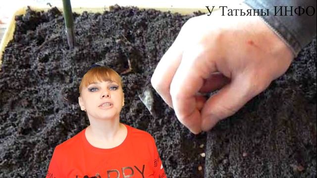КОГДА и КАК посеять КЛУБНИКУ из СЕМЯН?