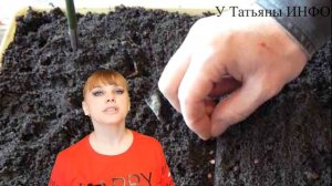 КОГДА и КАК посеять КЛУБНИКУ из СЕМЯН?