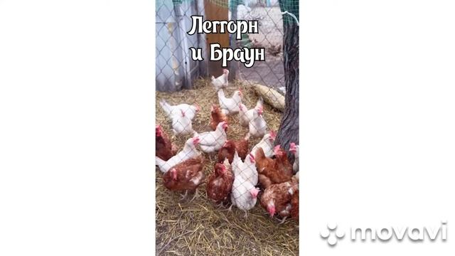 Самая лучшая порода кур-несушек смотреть онлайн