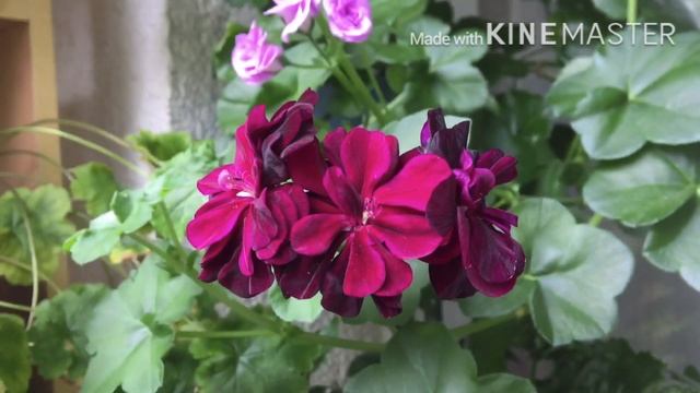 Цветущие сортовые пеларгонии: ИВ-Соня Нежная, ЮГ-Ветер Перемен, ЮГ-Анисия смотреть онлайн