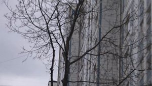 8.05.2022 Как уничтожить дерево без порубочного