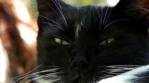 Магия чёрных кошек.6 причин, почему нужен чёрный кот.Советы эзотериков.