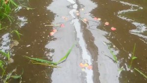Реальный сбор клубники в Польше