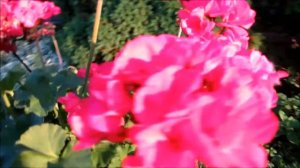 🌸💖My beautiful hanging Geranium flowers in the golden hour💖🌸