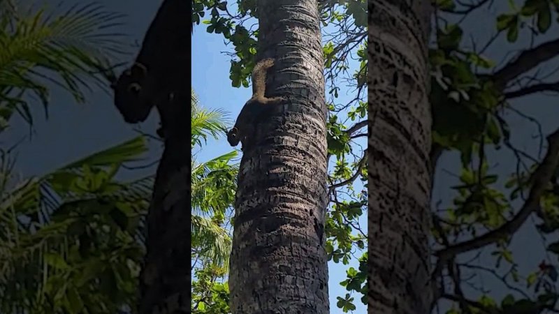 Squirrel in Bali