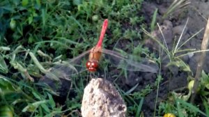 Красная СТРЕКОЗА: очень редкий вид розовая стрекоза