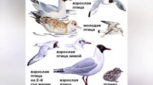 разные виды чаек