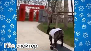 СМЕШНЫЕ французские бульдоги #22. Просто попробуй не рассмеяться