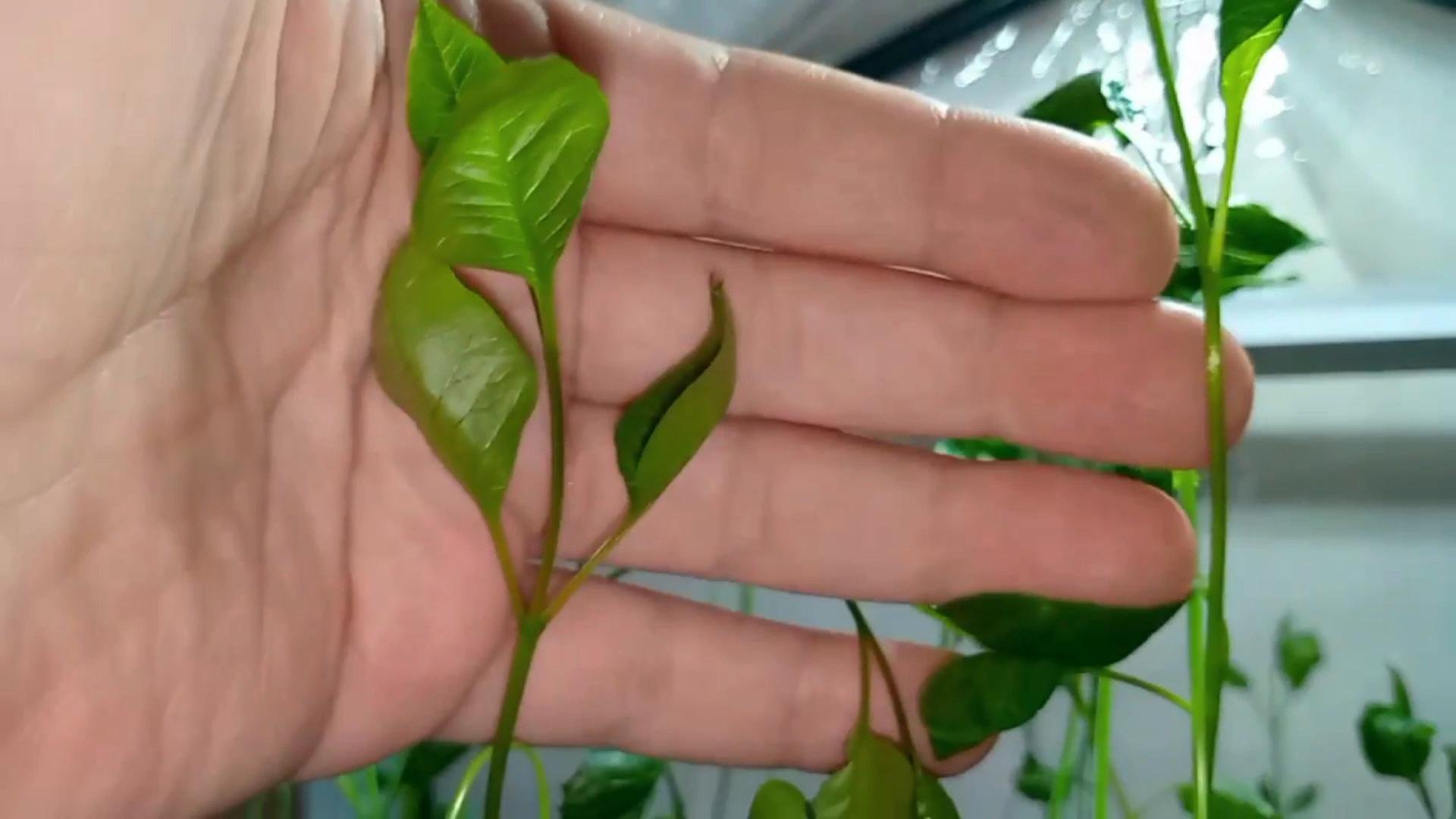 Выращивание саженцев иранской фисташки Акбари из семян в России | Dulce Gardens