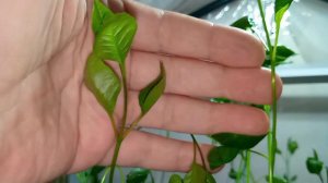 Выращивание саженцев иранской фисташки Акбари из семян в России | Dulce Gardens