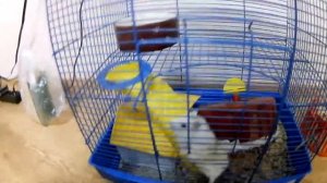 Как обрезать когти хомячку