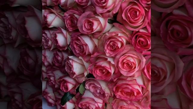 201 Роза сорта Джумилия от TeddyFloww Доставка по Москве и МО смотреть онлайн