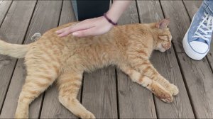 МИЛЫМ крошкам про милых кошек for CUTE crumbs about CUTE cats