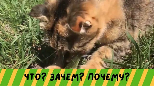 кошки | Почему Кошки Так Странно Себя Ведут? смотреть онлайн