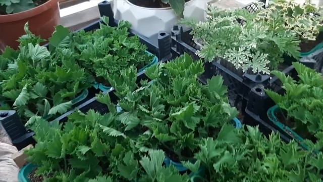 Такую ГЕРАНЬ разбирают как горячие пирожки, успешно размножаю черенками смотреть онлайн