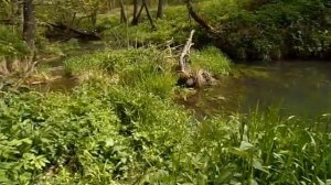 Река Высса, лес и кристальной чистоты родник.