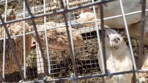 как определить пол у перепелов самца и самочку  манджурские техаские белые английские птицеводство