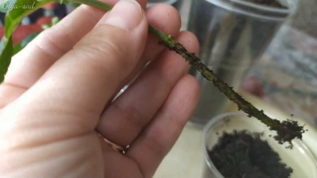 Весеннее черенкование метельчатой гортензии. смотреть онлайн