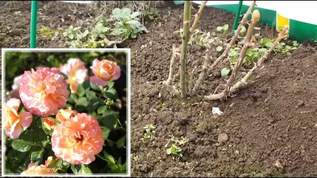 Как вышли розы весной после суровой зимы в Подмосковье