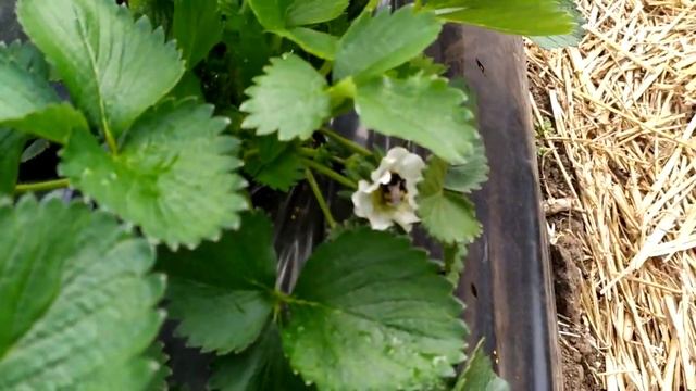 Опыление растения #клубника #теплицы #отзыв смотреть онлайн