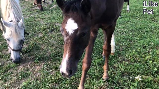 3 особенности ухода за лошадьми смотреть онлайн