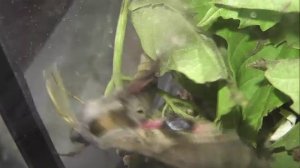 ИНСЕКТАРИЙ: 304. Бражник Глазчатый (Smerinthus ocellata)