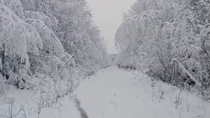 Будни Олега. Заготовка дров. Еду с делянки на Уазике. Зимняя красота природы.