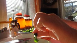 Заготовка и ферментация чая для зимы из листьев малины, смородины, мелисы, вишни.