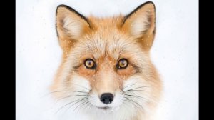 Эдуард Асадов "Яшка"