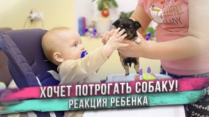 Ребенок первый раз в жизни дотронулся до собаки!