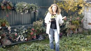 Черенки фуксий: осенне-зимний уход