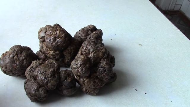 ПРОПОЛИС.