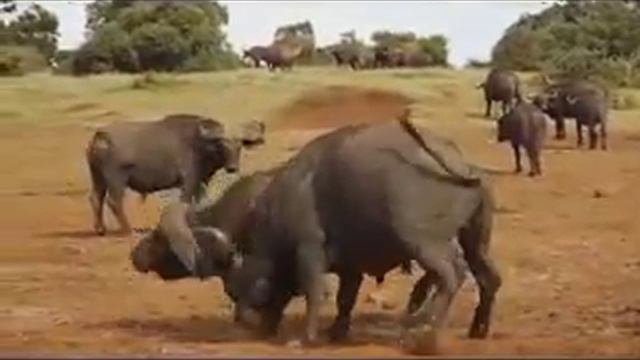 Схватка буйволов за звание вожака стада. смотреть онлайн