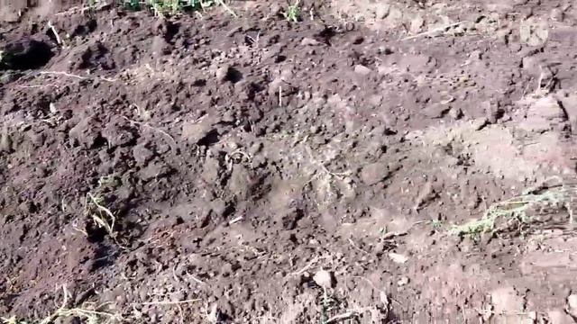 Вспашка мотоблоком Авангард. смотреть онлайн