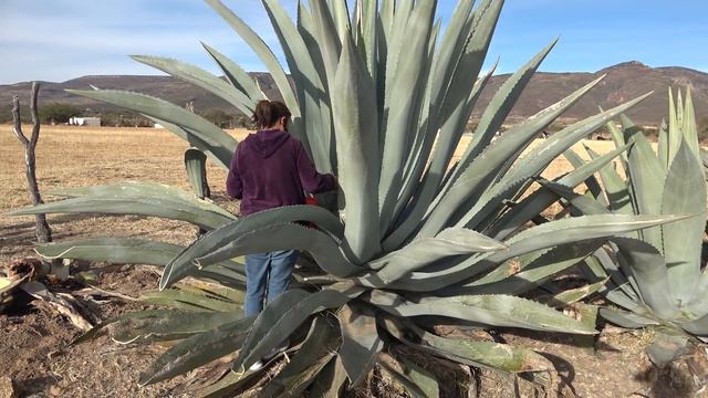 AGUAMIEL DELICIOSA / Como se Saca del MAGUEY - ALMA Coronel смотреть онлайн