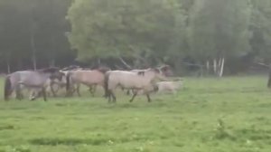 башкирские лошади хасана Идиятуллина 2020-1