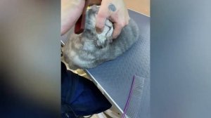 Экспресс-линька котика