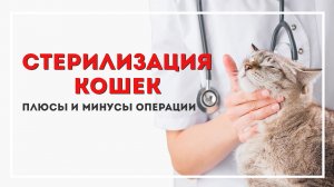 Стерилизация кошек: плюсы и минусы