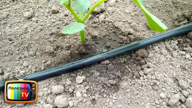 ВЕЧНЫЙ КАПЕЛЬНЫЙ ПОЛИВ СВОИМИ РУКАМИ СДЕЛАЙ И СЕБЕ ТАКОЙ