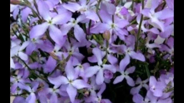МАТТИОЛА.Аромат летнего вечера.