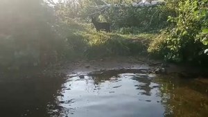 Отдых Десногорское водохранилище