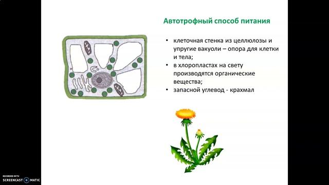 сравнение клеток