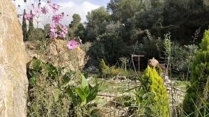 Средиземноморский сад.